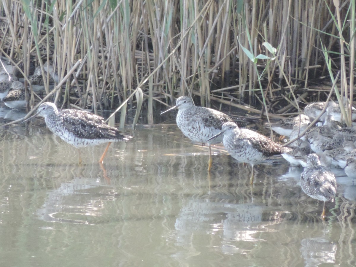 Greater Yellowlegs - ML622135278