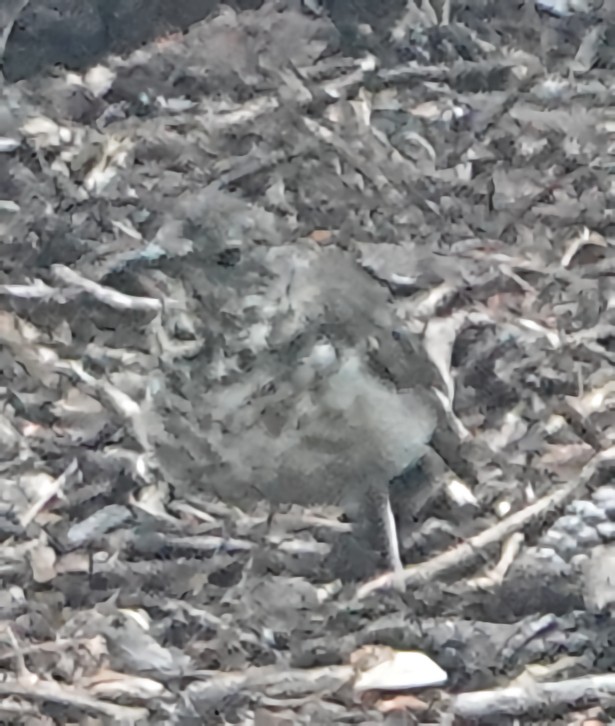 Hermit Thrush - Doug Wassmer