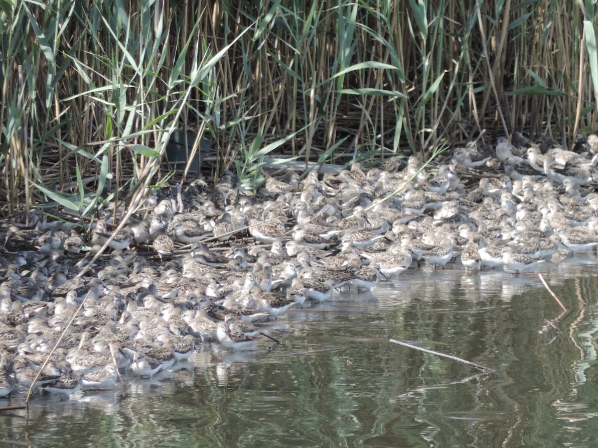 Semipalmated Sandpiper - ML622135285