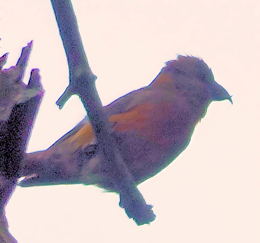 Cassia Crossbill - Doug Wassmer