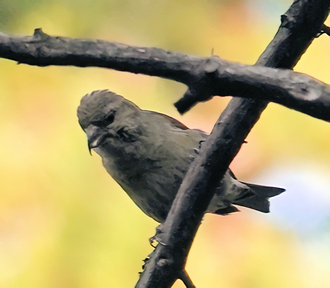 Cassia Crossbill - ML622135293