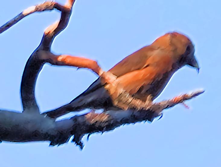 Cassia Crossbill - ML622135294