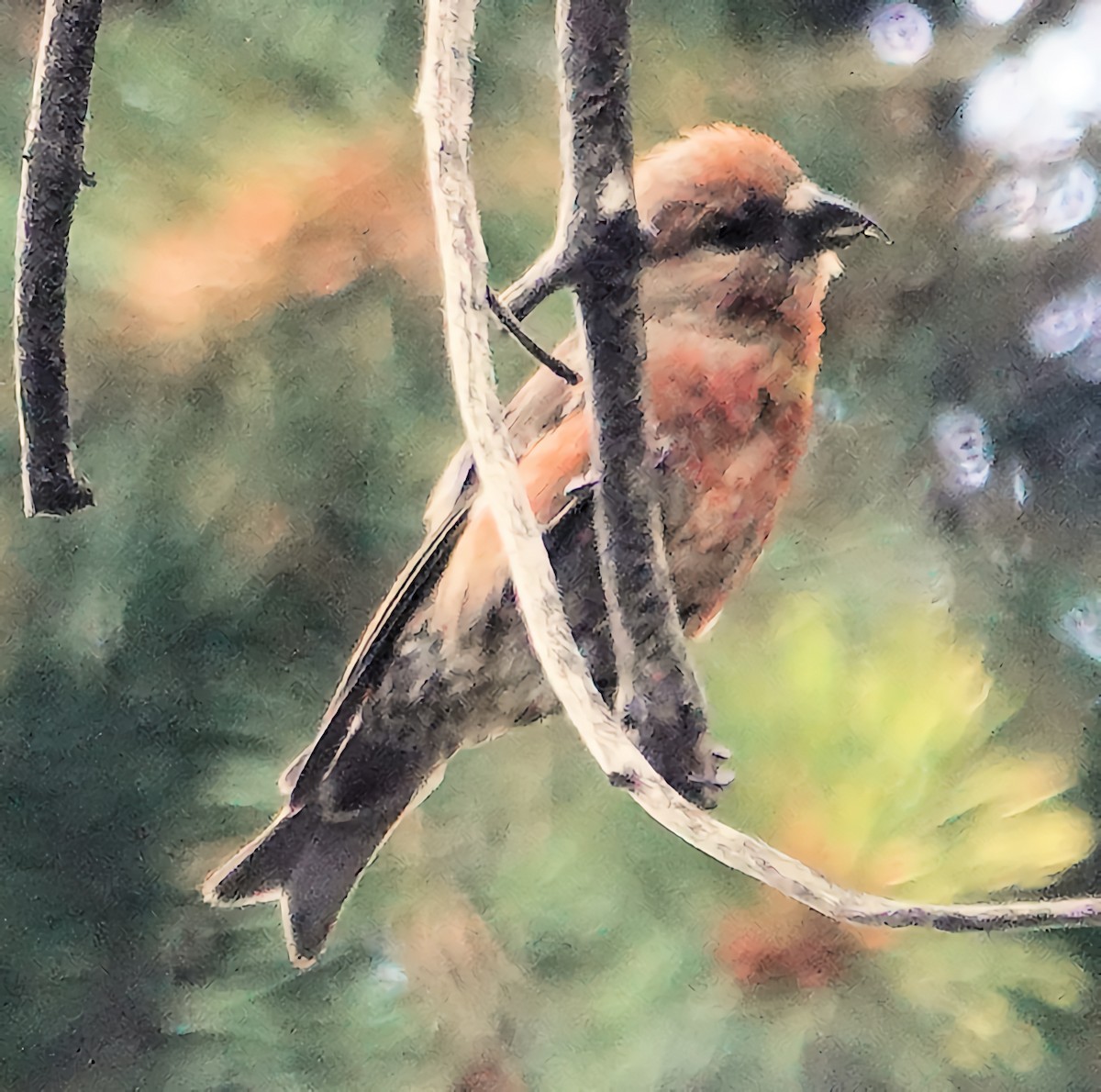 Cassia Crossbill - ML622135296