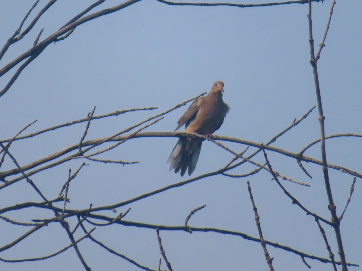 Mourning Dove - ML622135304