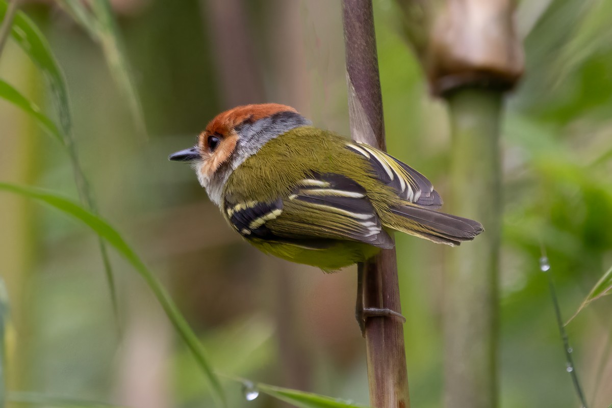 Rufous-crowned Tody-Flycatcher - ML622135310