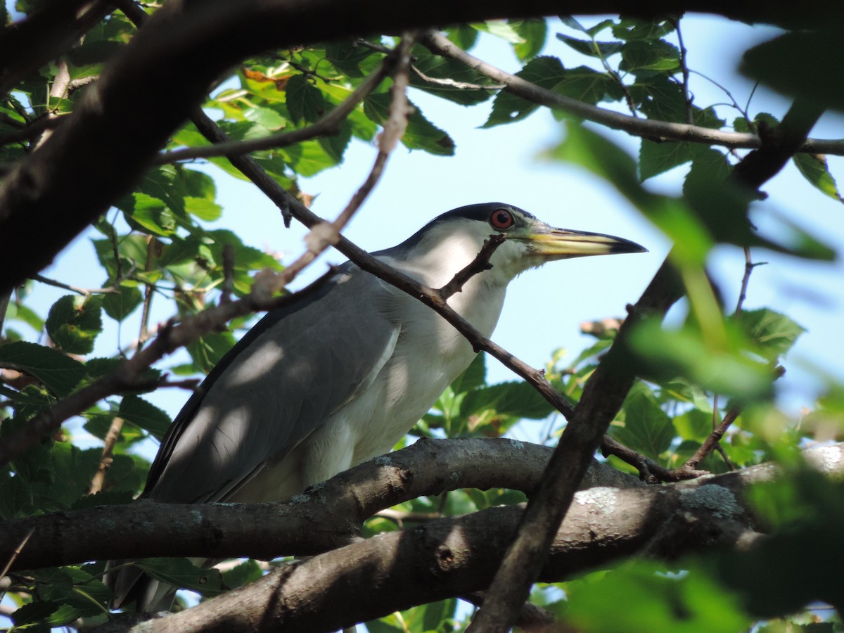 Black-crowned Night Heron - ML622135312