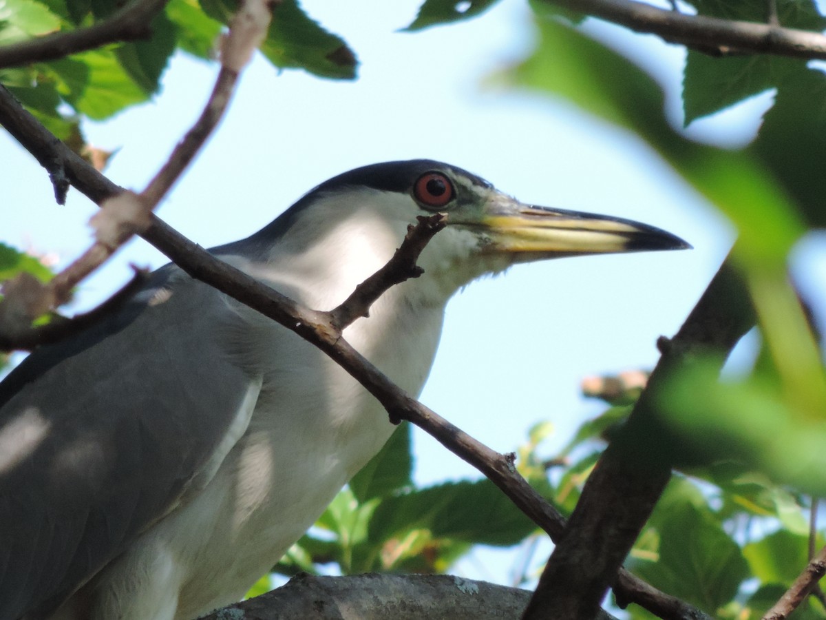 Black-crowned Night Heron - ML622135317