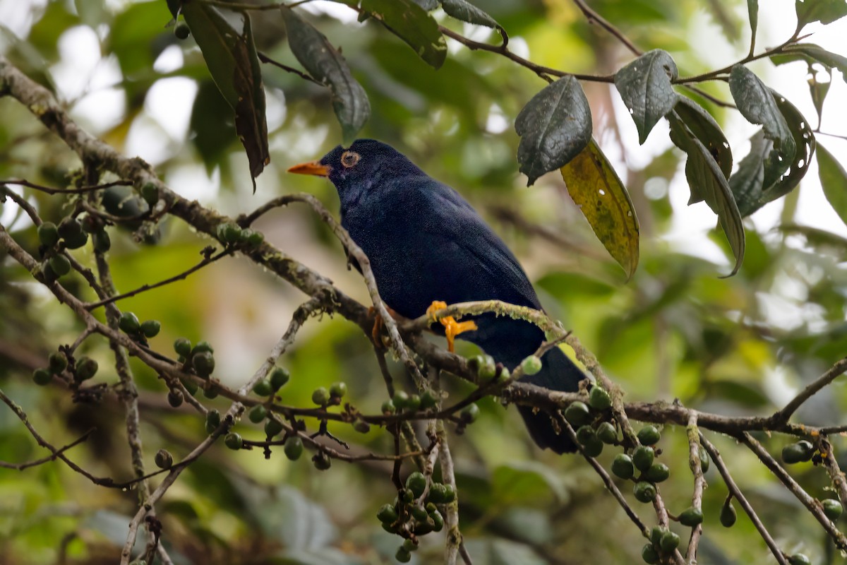 Glossy-black Thrush - Peggy Steffens