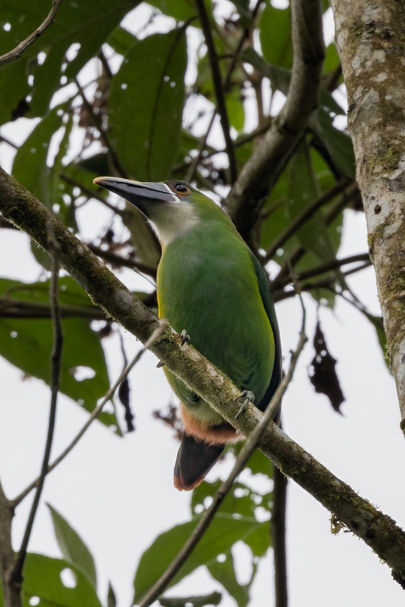 Southern Emerald-Toucanet - ML622135328