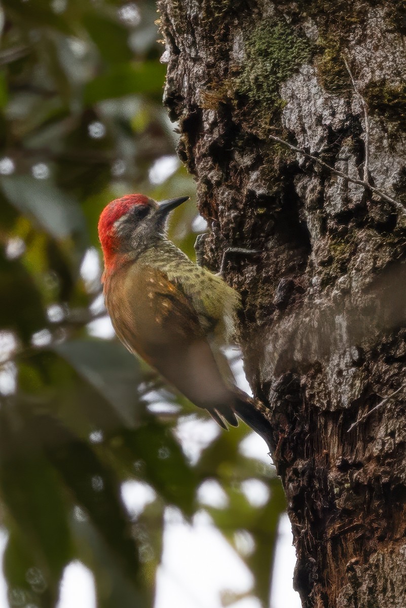 Yellow-vented Woodpecker - ML622135332