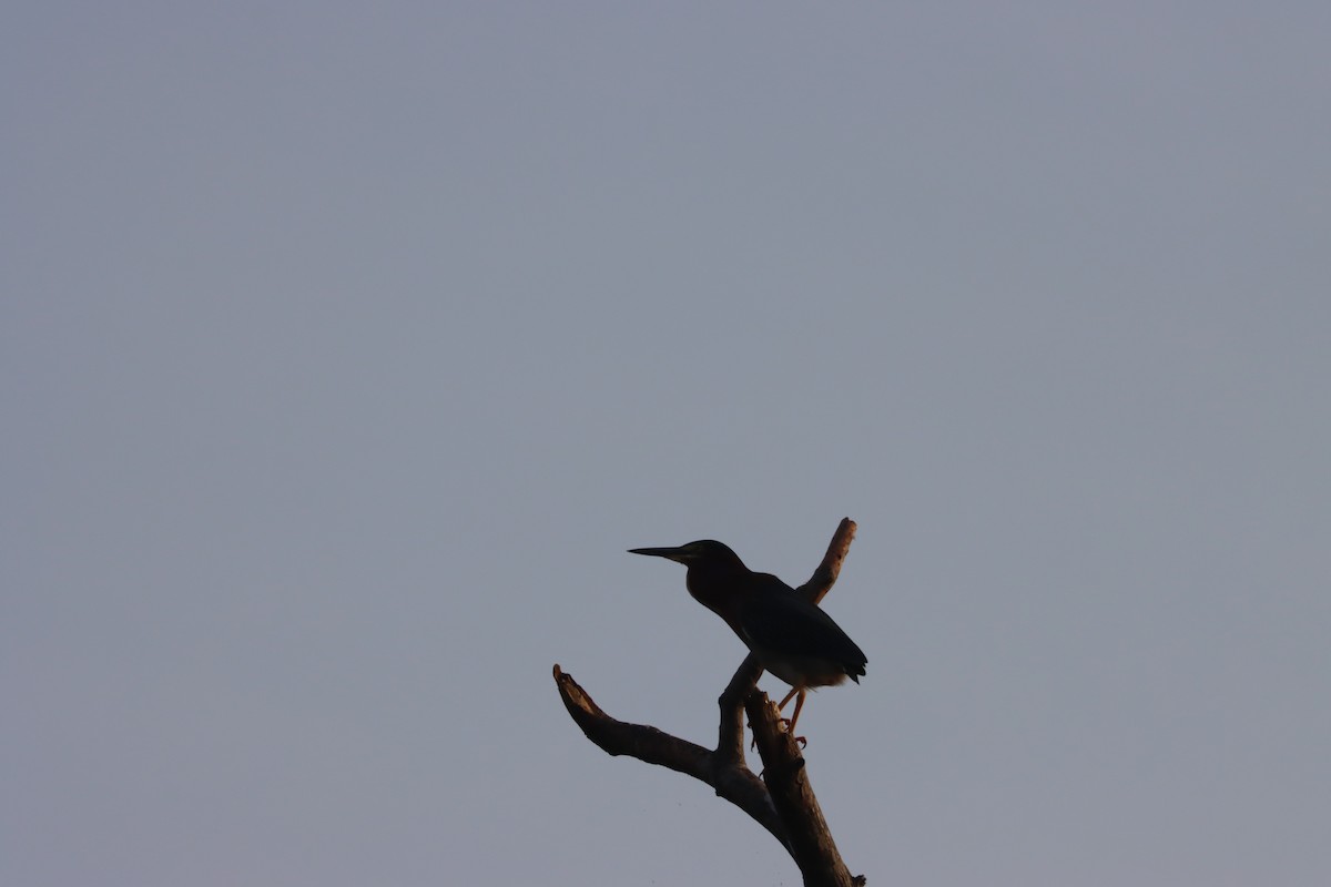 Green Heron - Leilani Münter