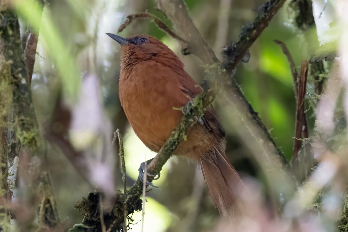 Rufous Spinetail - ML622135346