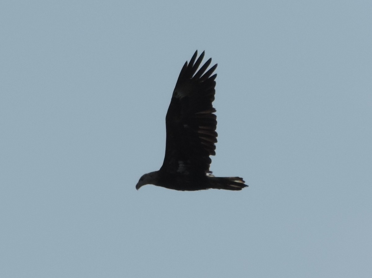 Bald Eagle - Rich Brown