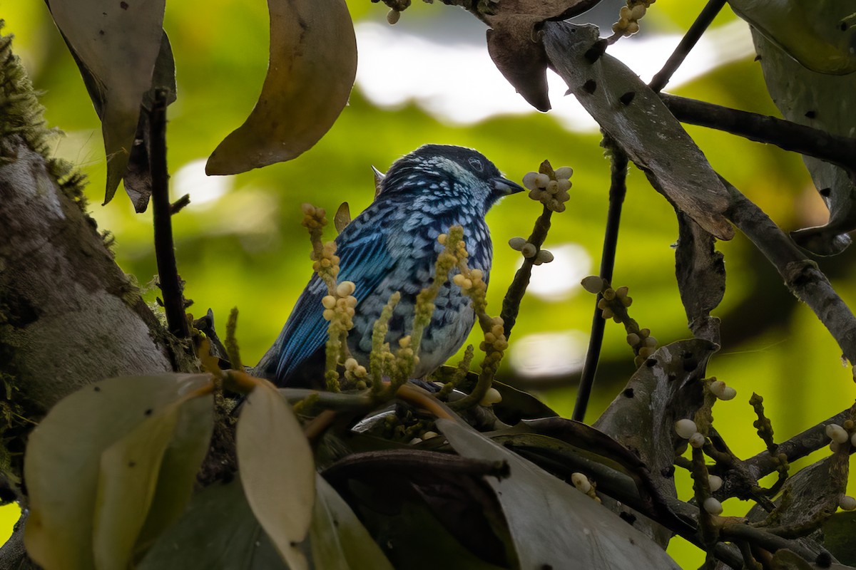 Beryl-spangled Tanager - ML622135359