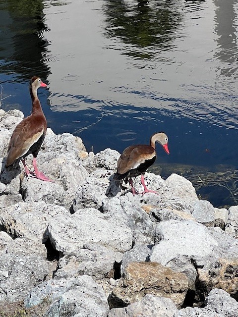 Black-bellied Whistling-Duck - Marie Di Rosa