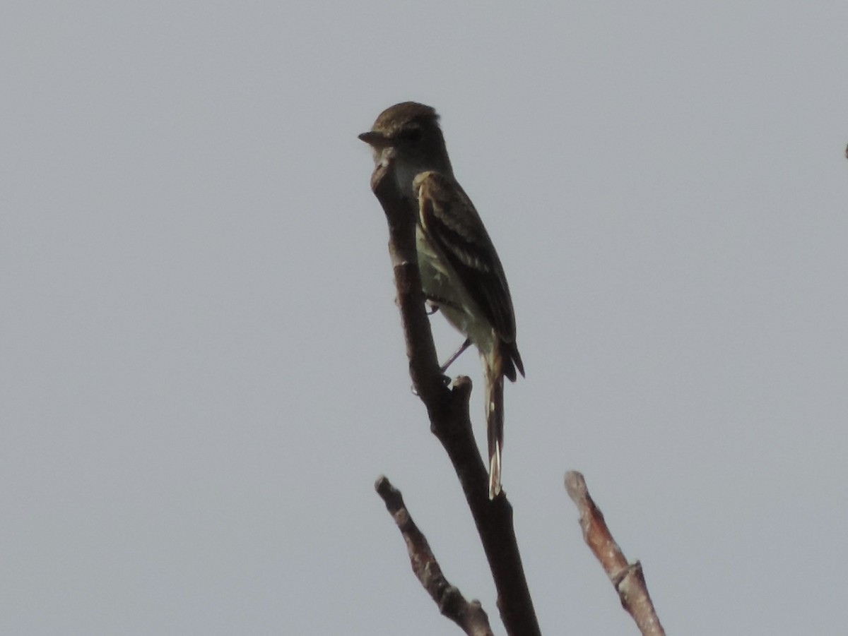 Willow Flycatcher - Rich Brown