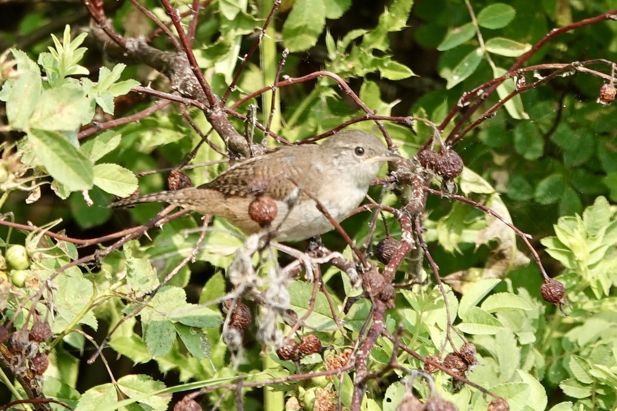 House Wren - ML622135368