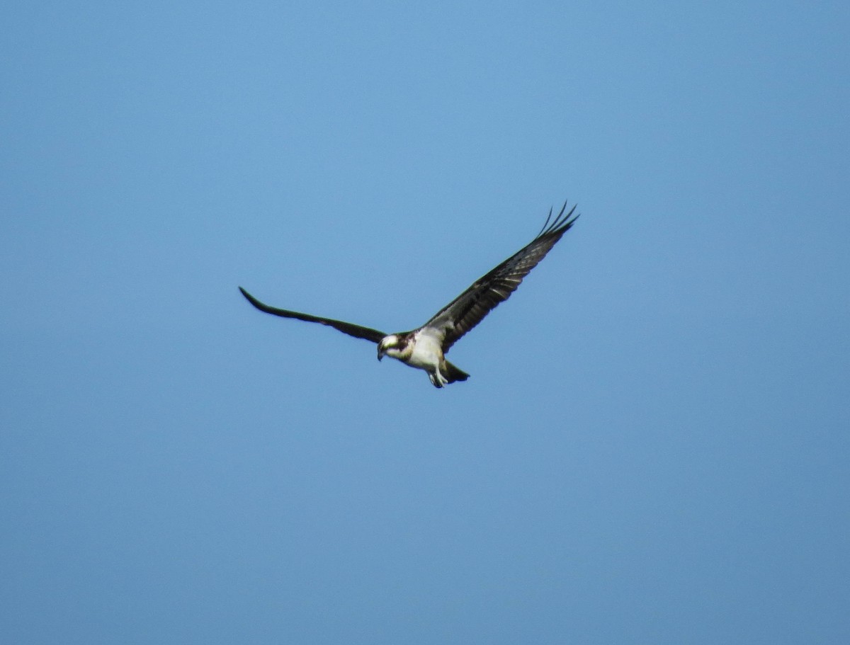 Osprey - Nayib Hamdoun