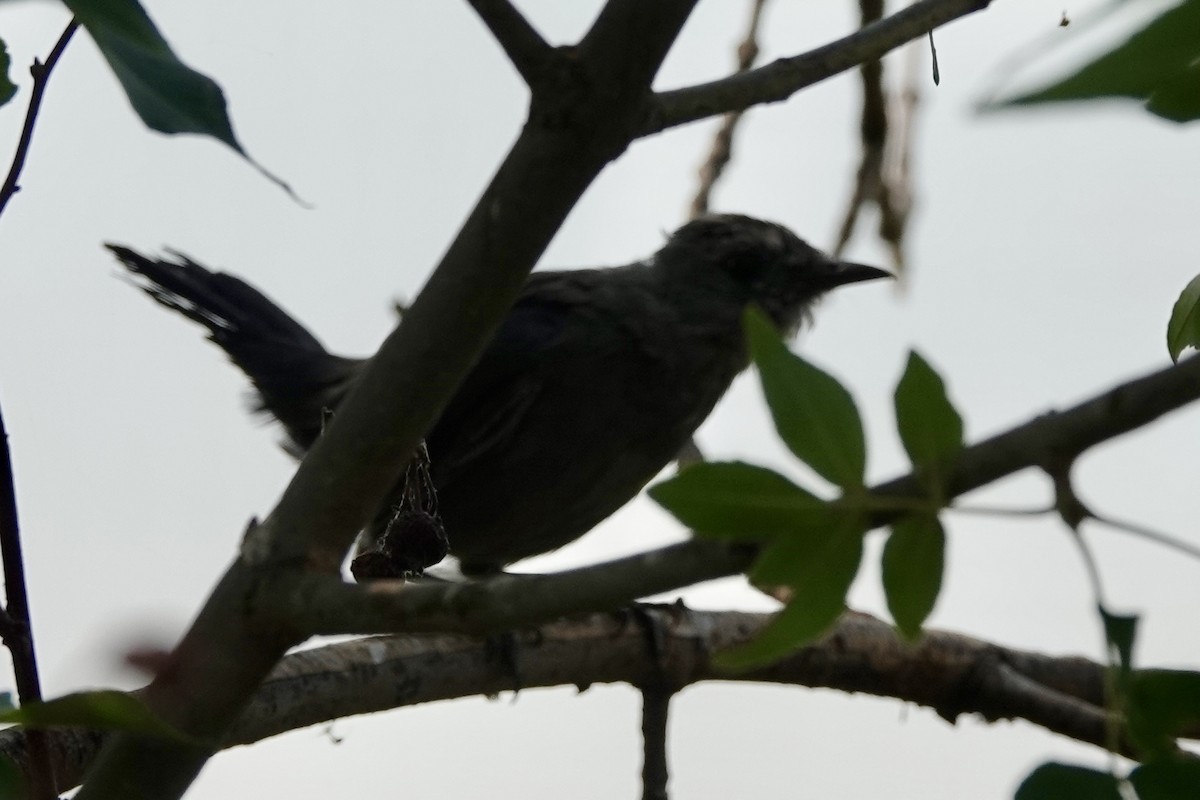 Gray Catbird - Walt Beazley