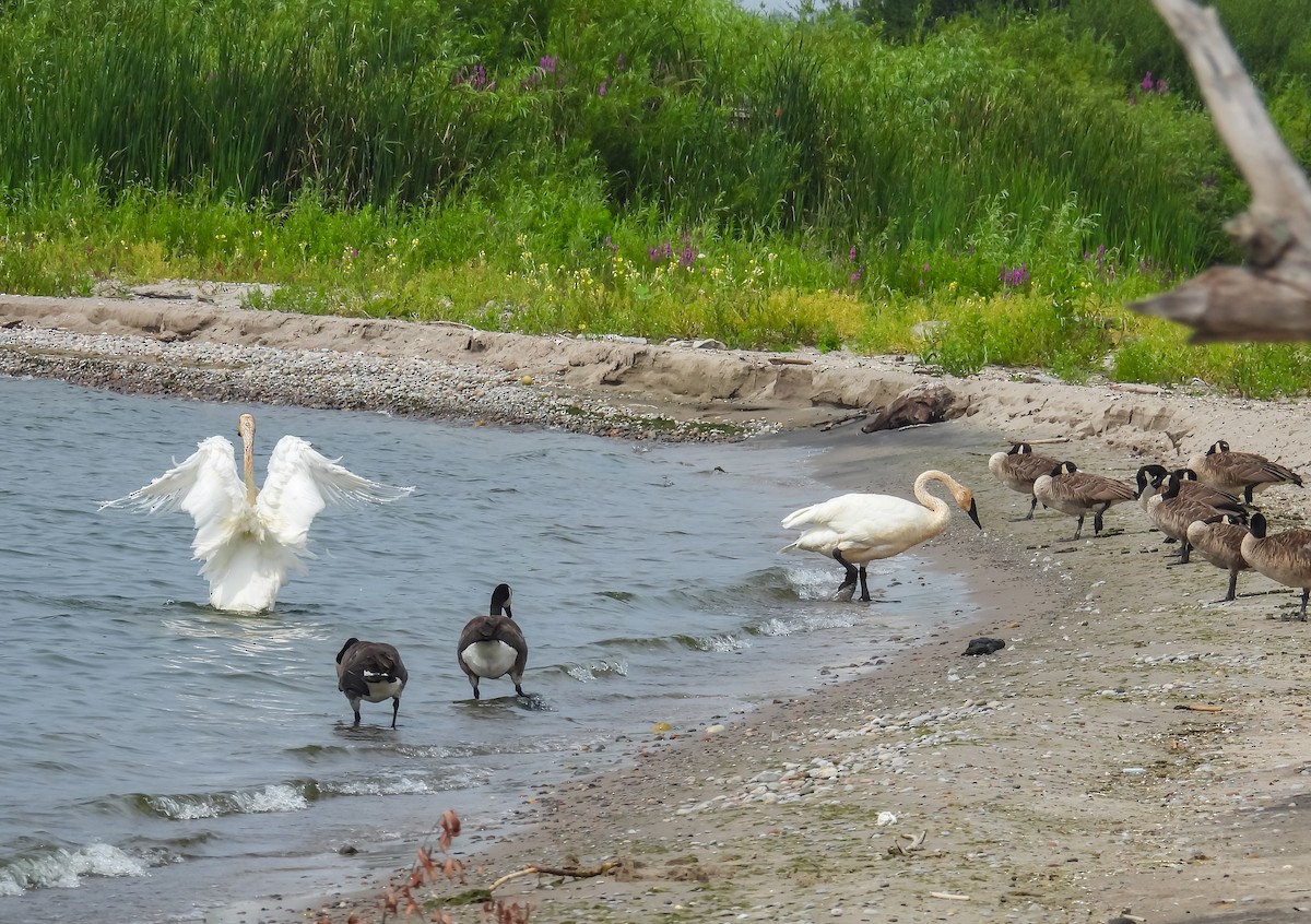 Trumpeter Swan - Hin Ki  & Queenie  Pong