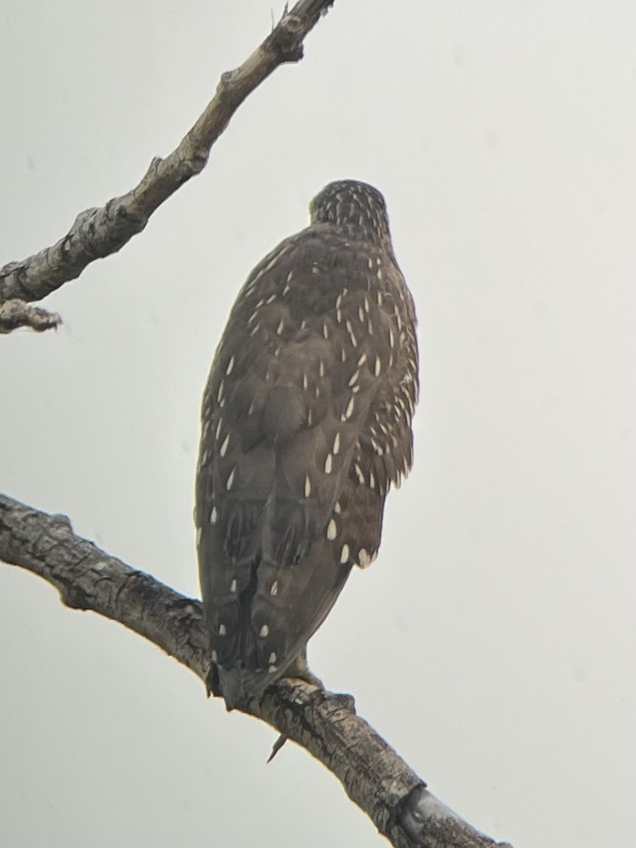 Black-crowned Night Heron - ML622135378