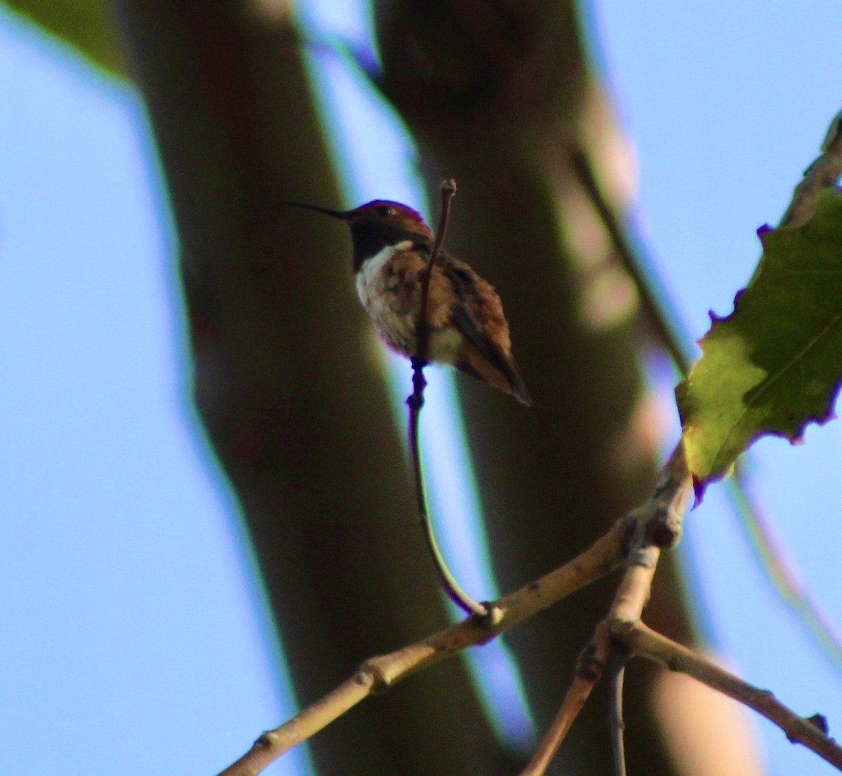 Allen's Hummingbird - ML622135380
