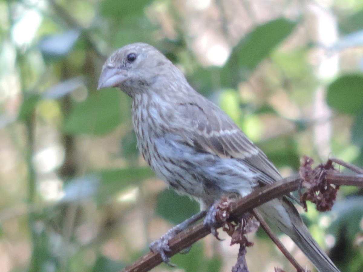 House Finch - ML622135381