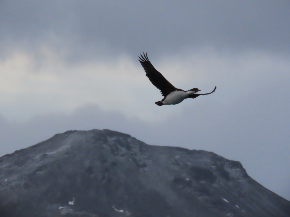 South Georgia Shag - ML622135385