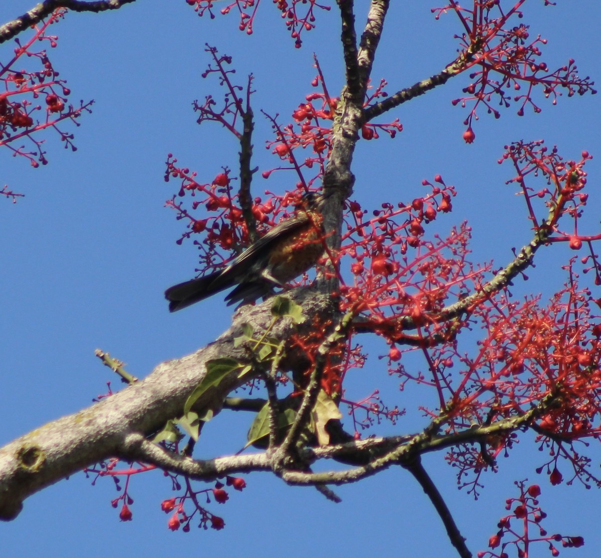 American Robin - ML622135387