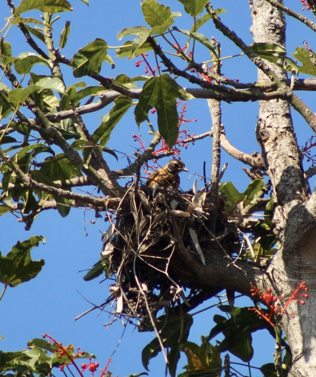 American Robin - ML622135388