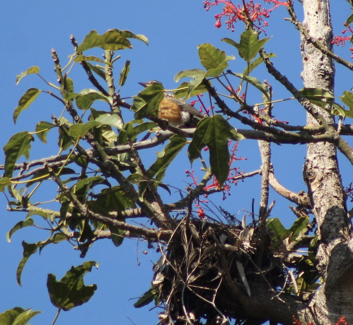 American Robin - ML622135391