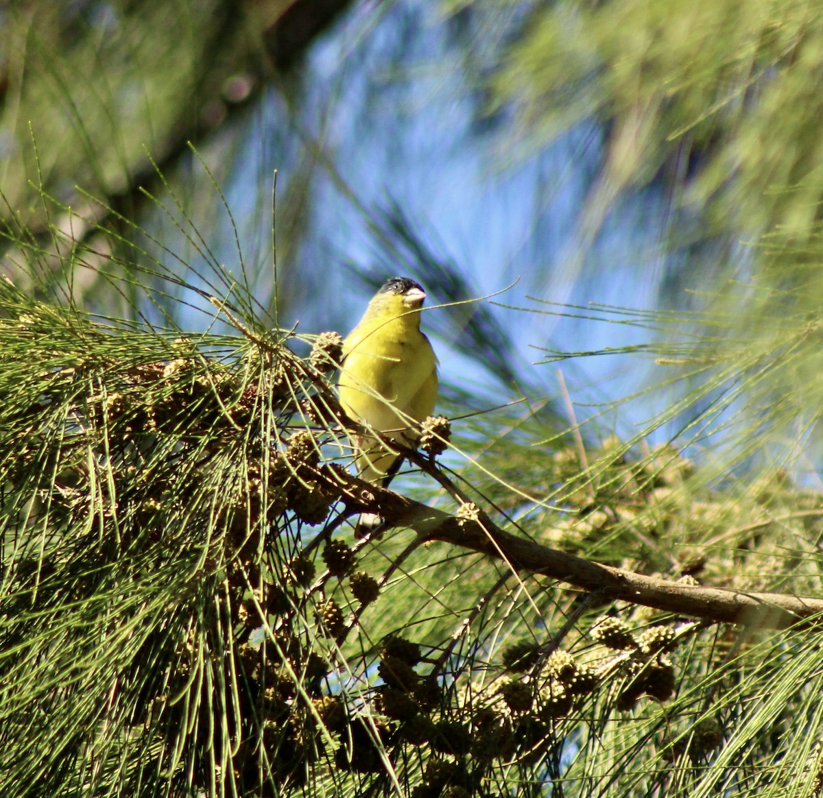 Lesser Goldfinch - ML622135395