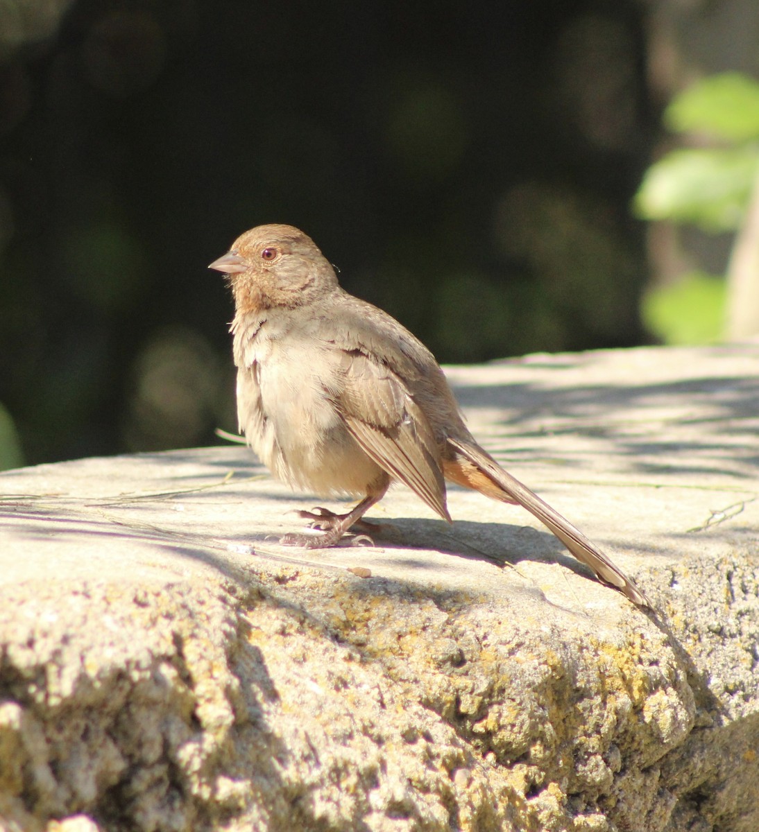 California Towhee - ML622135408