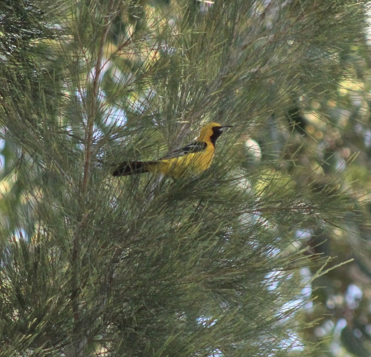 Hooded Oriole - Joanne Sherif