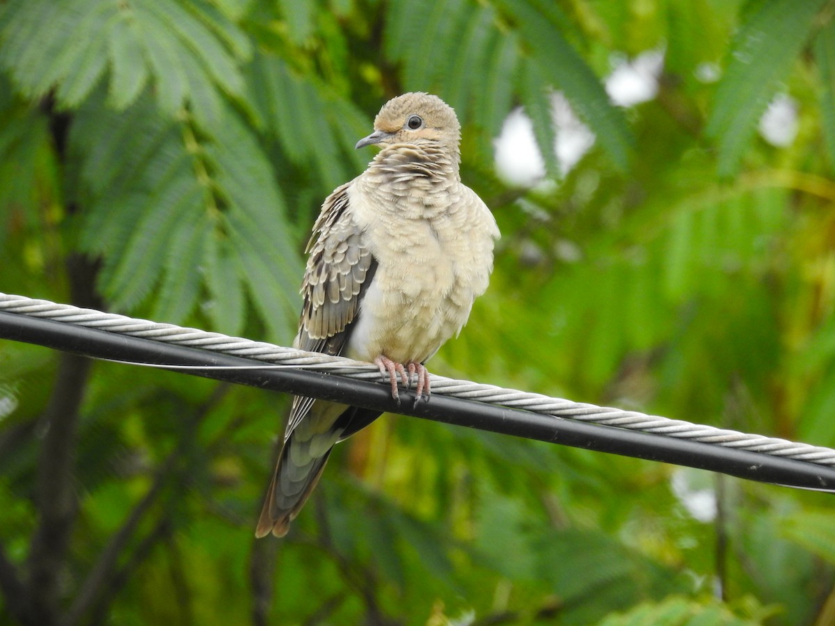 Mourning Dove - ML622135454