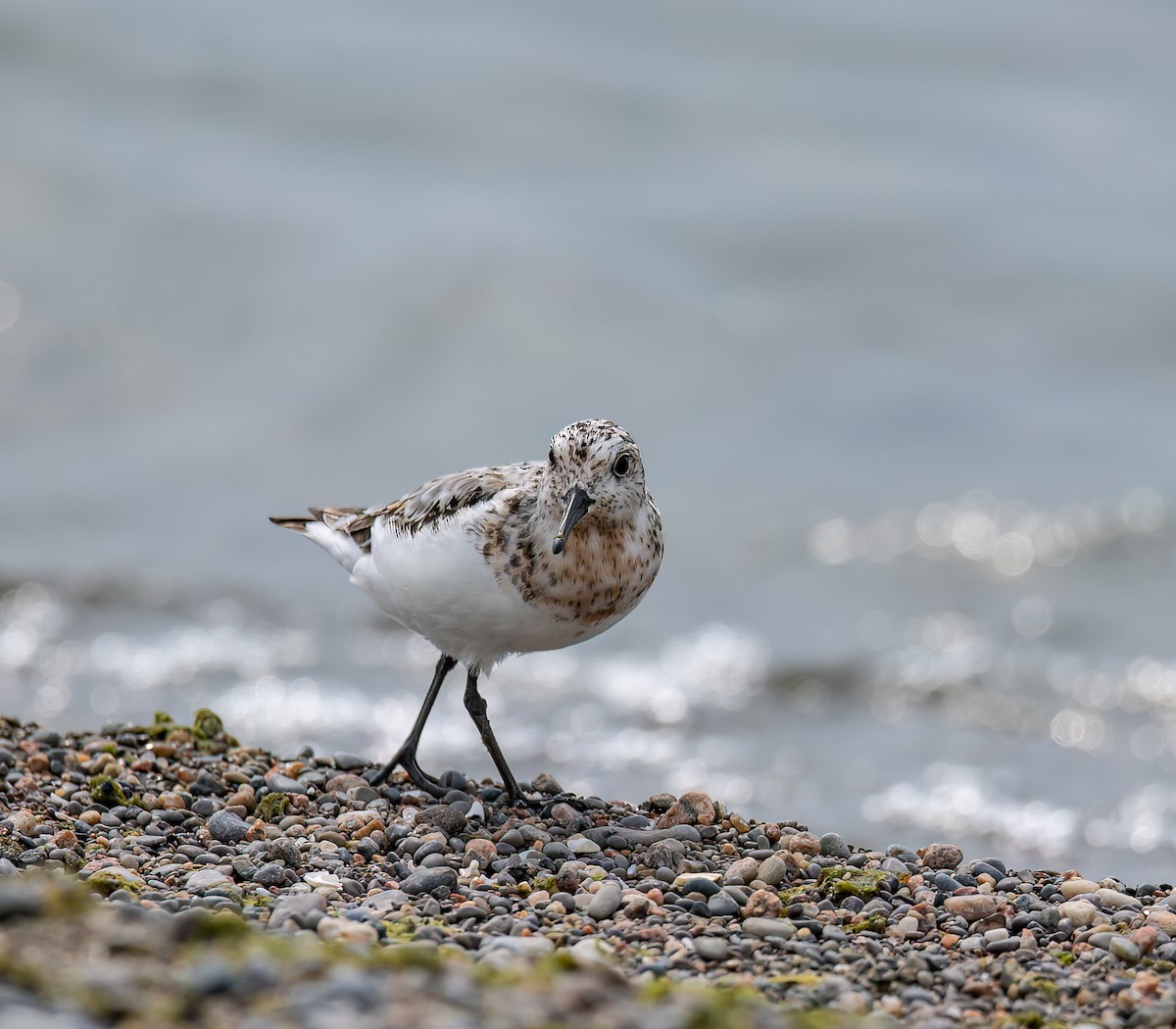 Bécasseau sanderling - ML622135458