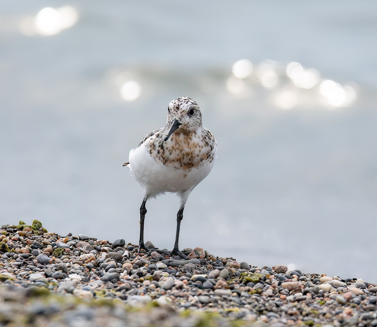 Bécasseau sanderling - ML622135459