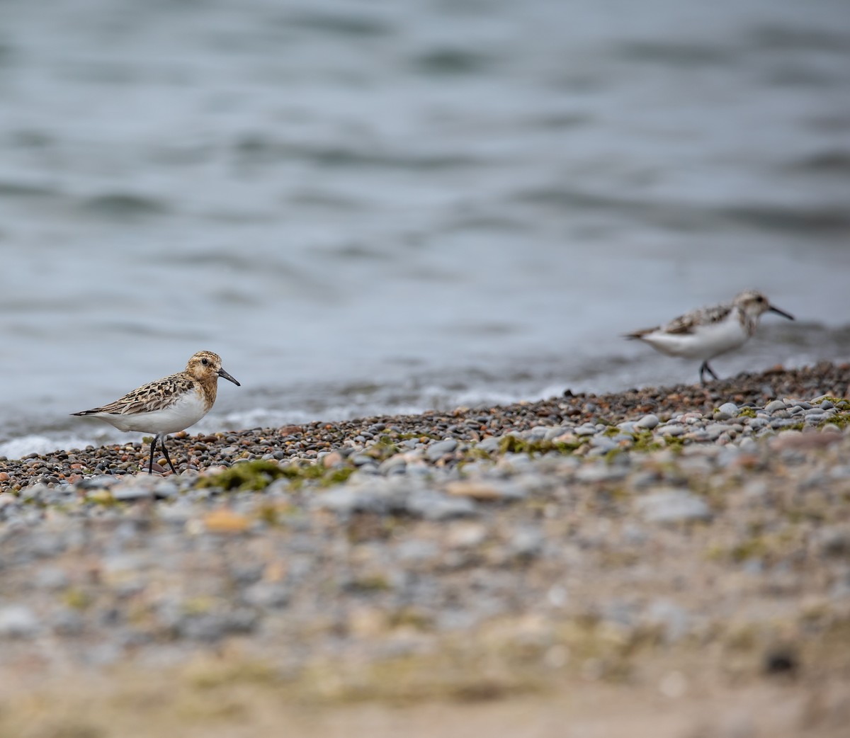 Bécasseau sanderling - ML622135460