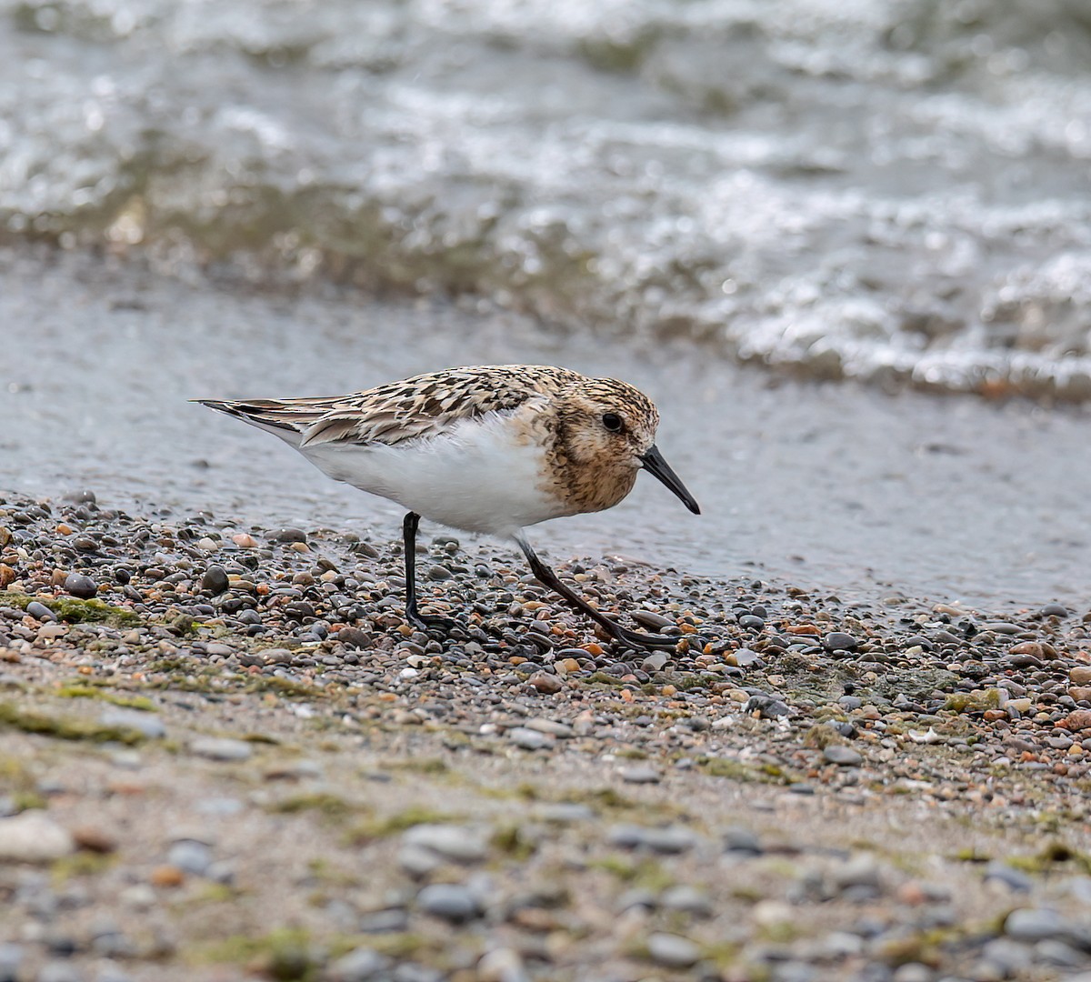 Bécasseau sanderling - ML622135461