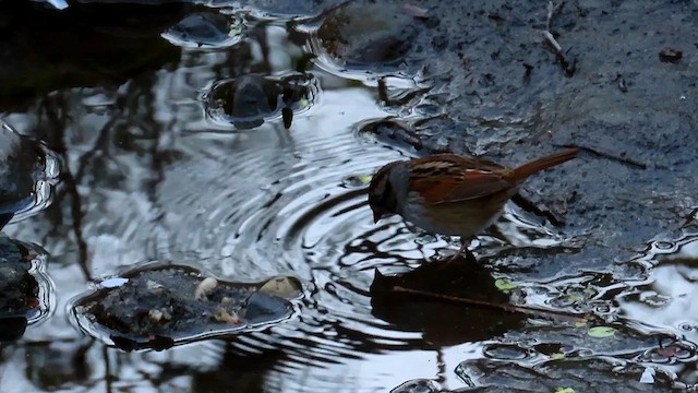 Swamp Sparrow - ML622135564