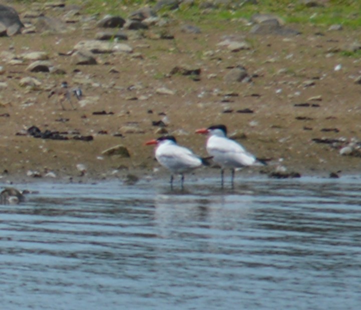 Caspian Tern - Tim Hughes