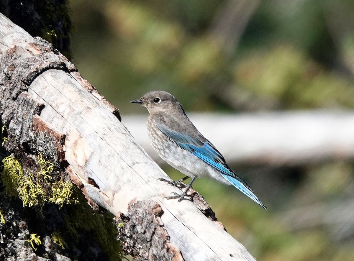 Mountain Bluebird - Kim Nelson