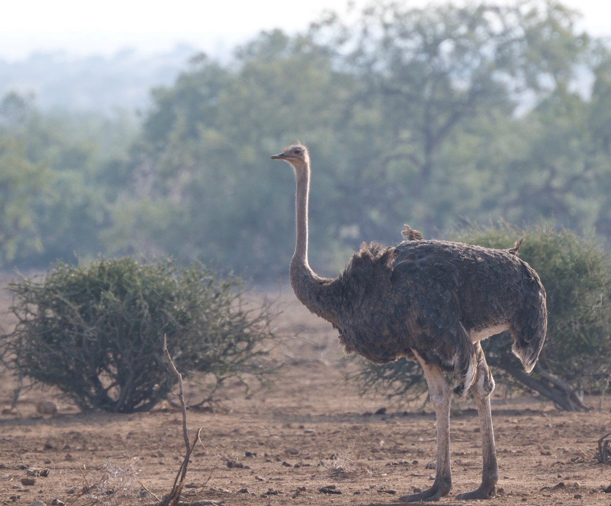 Common Ostrich - Brett Greenleaf