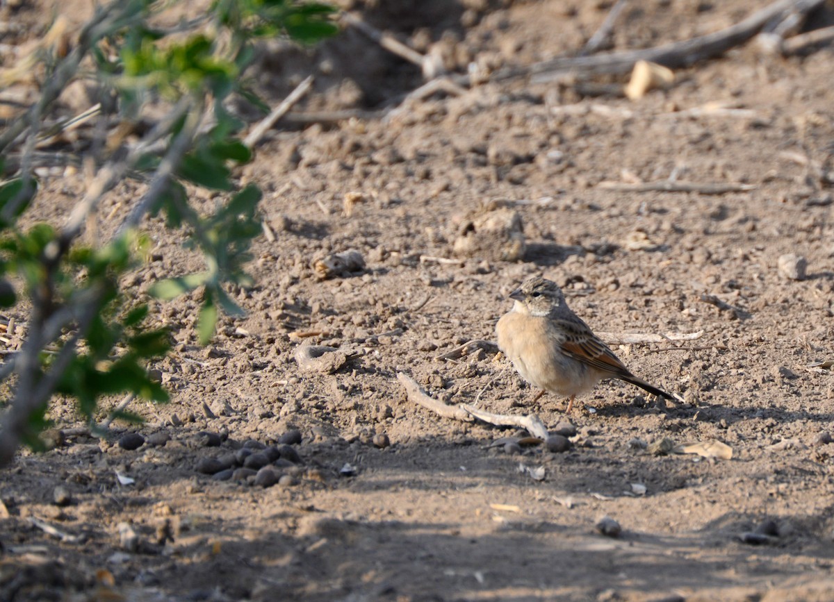 Lark-like Bunting - ML622135597