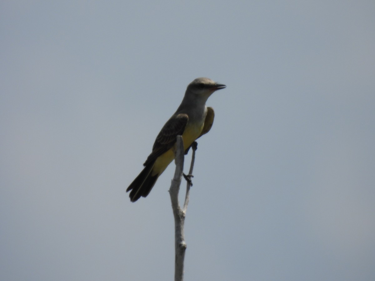 Western Kingbird - ML622135602