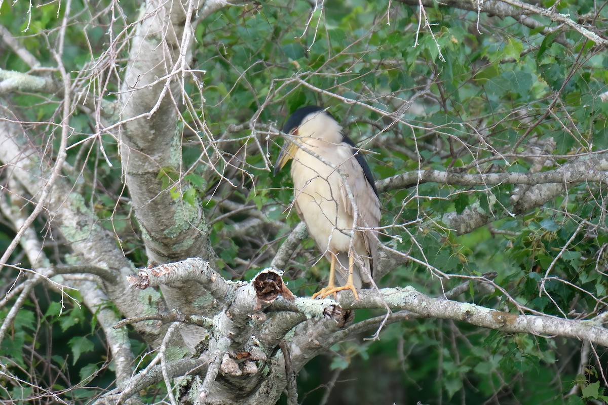 Black-crowned Night Heron - ML622135603