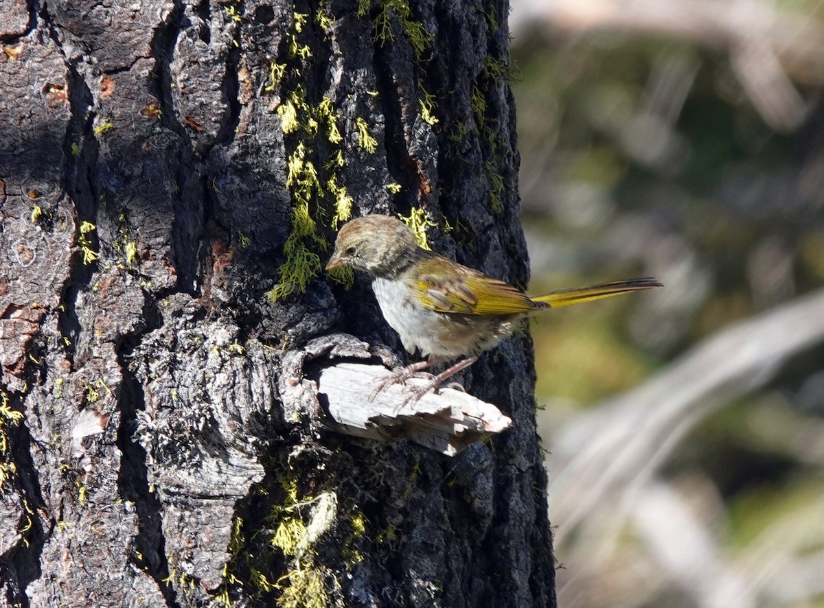 Green-tailed Towhee - ML622135607