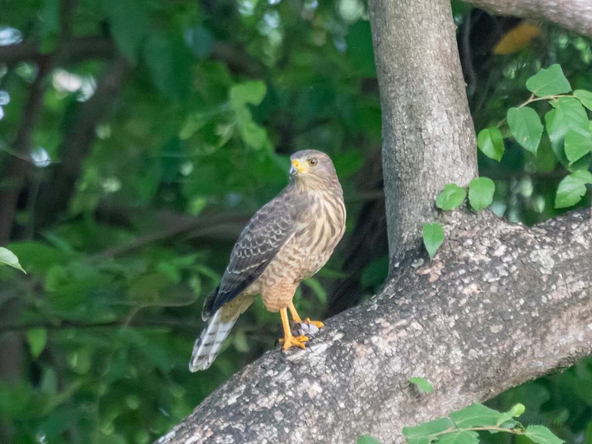 Roadside Hawk - ML622135611