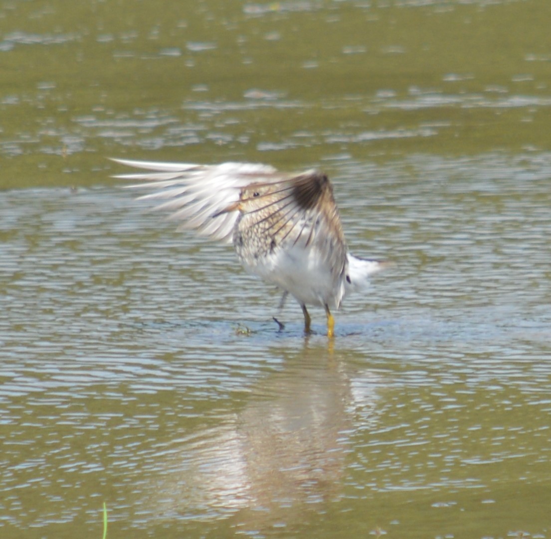 Pectoral Sandpiper - Tim Hughes