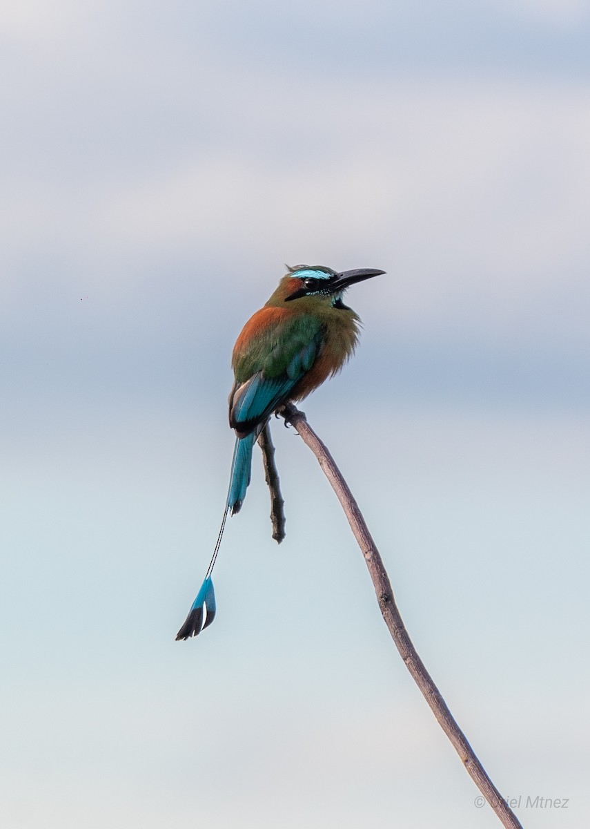 Turquoise-browed Motmot - ML622135613